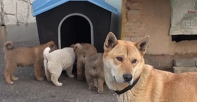 Собака привела 6 своих щенков в дом к человеку. Мужчина впервые их видел и был сильно растерян