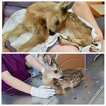 Бэмби в безопасности: в Ростовской области ветврачи спасли косулю