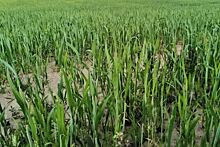 Цинметилин для защиты озимой пшеницы и ячменя от лисохвоста: как это работает