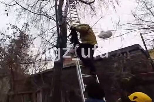 В России спасли просидевшую два дня на дереве кошку