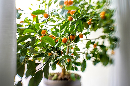 Почта "СОЮЗа": Можно ли привезти из-за границы растения в горшках