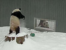 На видео попали панды из зоопарка, обрадовавшиеся снегу