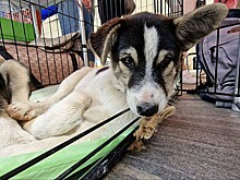 Владелец бутовских коз выиграл дело в суде