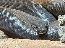 Мужчина принял 13-килограммового питона за канат