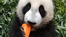 «Большой кусок»: Московский зоопарк показал попытки Катюши съесть мамину морковь
