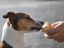 Россиянам хотят запретить брать собак в магазины и кафе. Какие ещё ограничения придумали депутаты