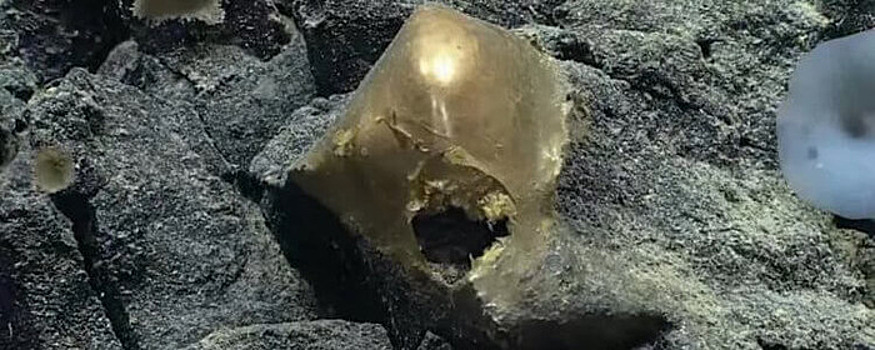 Профессор Журавлёв: Яйцо, найденное у берегов Аляски, стало золотым из-за вулкана