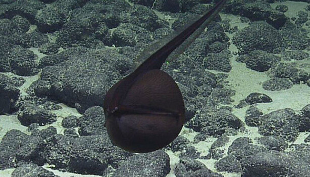 Ученым удалось заснять глубоководного большерота — самую страшную и редкую рыбу на планете