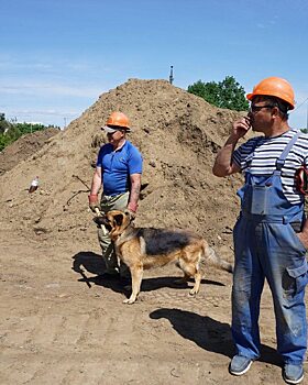 Собака пришла проконтролировать ход ремонта водопровода в Саратове