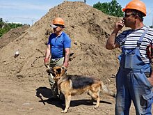 Собака пришла проконтролировать ход ремонта водопровода в Саратове