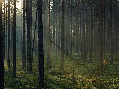 В ЛНР нашли документы о намеренном уничтожении Киевом лесов в Донбассе – СМИ