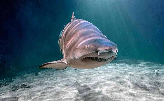 Акула напала на россиянку на Мальдивах