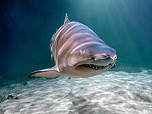 Акула напала на россиянку на Мальдивах