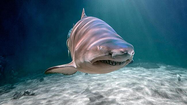Акула напала на россиянку на Мальдивах