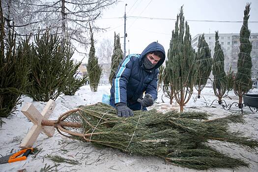 Названа стоимость покупки елки к Новому году