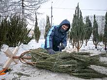 Названа стоимость покупки елки к Новому году