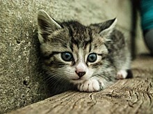 Фестиваль помощи бездомным животным пройдет в Одинцове