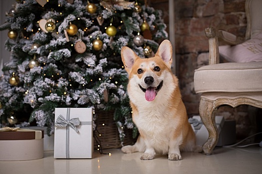 5 основных причин, почему вам стоит завести корги