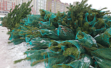 В Курске 21 января экотакси заберет новогодние елки, сосны и пихты