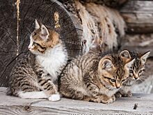 УрФО: зомбоЧелябинск, домашний сыр и Иисус-инопланетянин