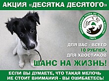В Твери проходит благотворительная акция "Десятка десятого" в помощь бездомным животным
