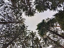 В воде и почве вблизи плохо пахнущего участка в Сарапульском районе не обнаружили вредных веществ
