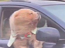 В Москве заметили довольную собаку-пассажира