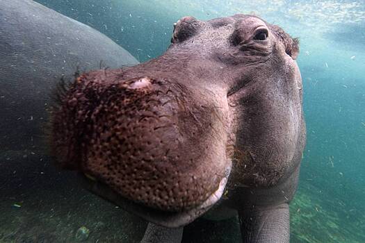 Чучело Зимы отдали на съедение бегемоту