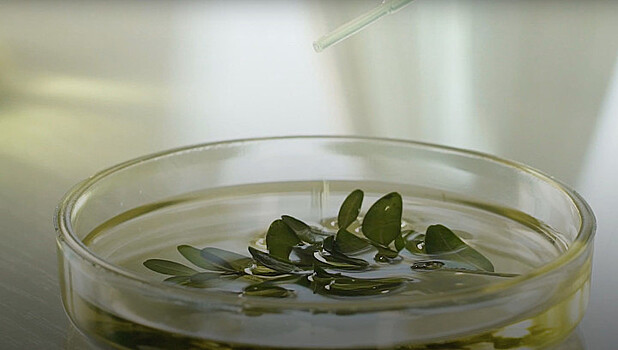 Искусственный интеллект поставили на службу парфюмерам