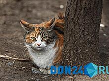 В Ростове новый приют для животных могут достроить во второй половине этого года