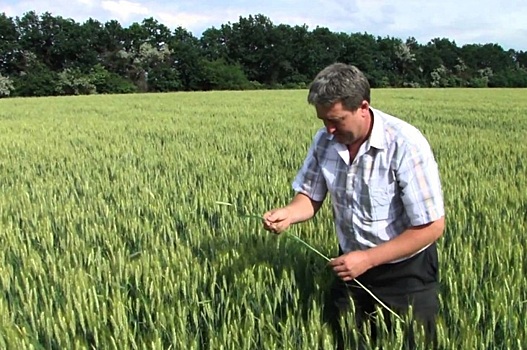 Защита сельхозкультур: уроки и вызовы сезона