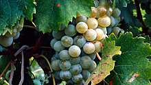 Ученые рассказали о пользе винограда при борьбе с раком легких