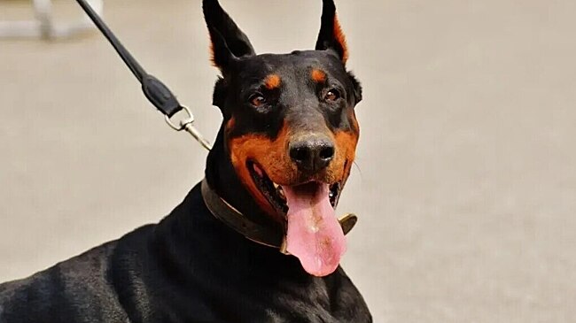 «300 часов обязательных работ»: в Оленегорске вынесли первый приговор за бесконтрольный выгул собаки