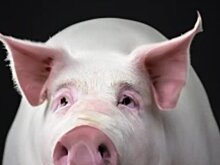 Благополучные свиньи йоркширы и ландрасы прибыли из Ирландии в Курскую область