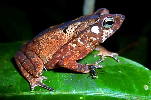 Исследователи открыли в Перу два новых вида жаб