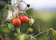Когда сажать помидоры на рассаду в 2023 по лунному календарю