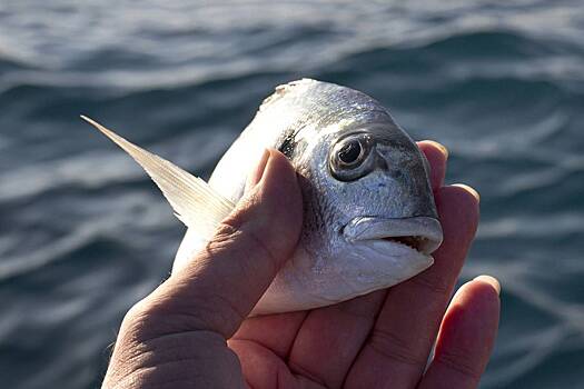 Мужчину задержали из-за экстремальной порнографии с участием рыбы