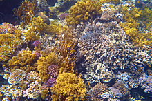 Самарца могут посадить за коралл из Тайланда