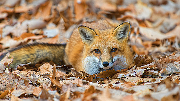Не кормить и не гладить: что делать, если встретили лису