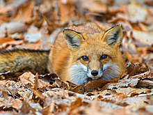 Не кормить и не гладить: что делать, если встретили лису