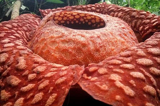 Биологи нашли самый большой цветок-паразит в мире