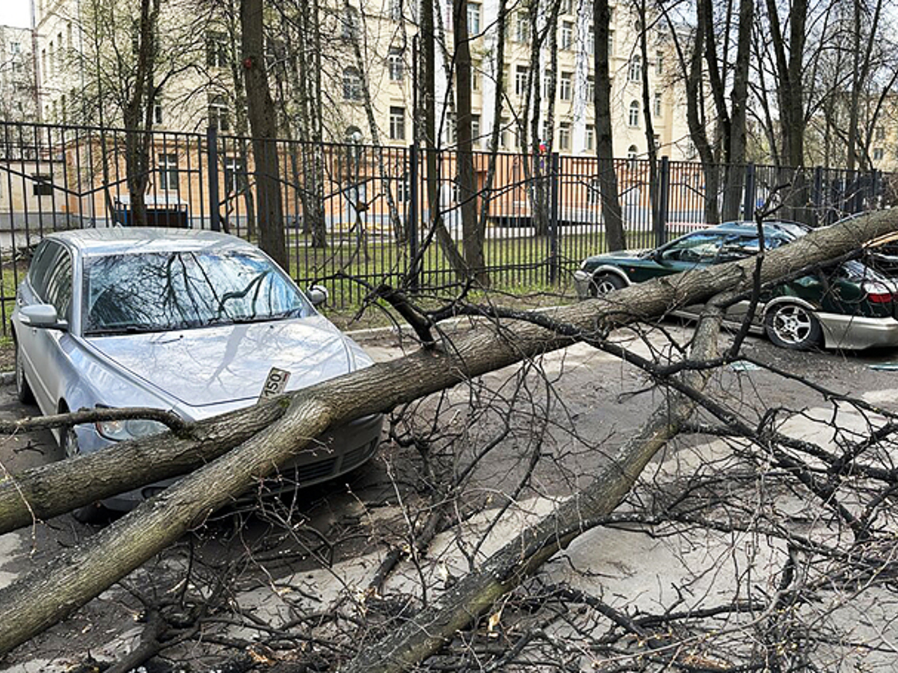 Последствия столичного шторма: что делать, если на ваш автомобиль упало  дерево? - Рамблер/авто