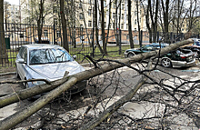 Последствия столичного шторма: что делать, если на ваш автомобиль упало дерево?