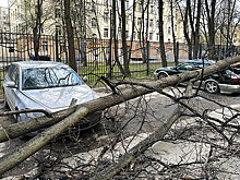 Последствия столичного шторма: что делать, если на ваш автомобиль упало дерево?