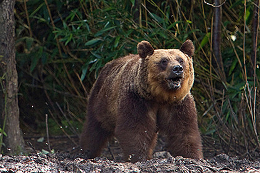 Охотники застрелили медведя у сельской школы на Сахалине