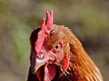 Верховный суд России запретил держать на садовых участках сельскохозяйственных животных