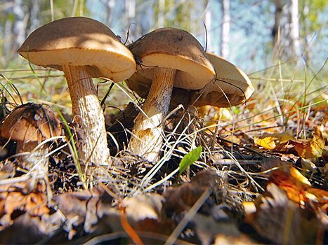 Грибники рассказали, где в Подмосковье искать белые, лисички и подберезовики