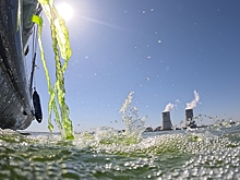 В водоем-охладитель Ростовской АЭС выпустили 3,5 т одноклеточных