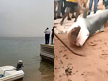 «Нелепое стечение обстоятельств»: акула в Египте растерзала россиянина на глазах отца