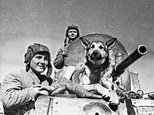 Животные на службе Родине
